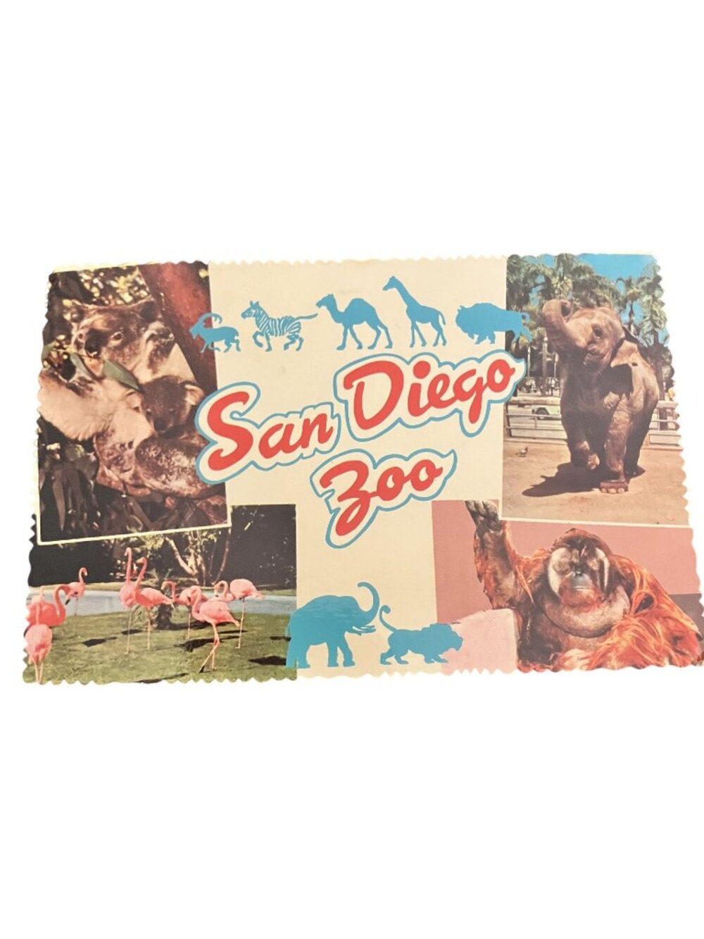 Vintage San Diego Zoo Postcard With Animal Photos International